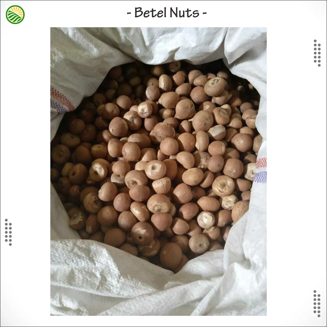 Лучшая цена! 100% Индонезии; Сделаны из натурального коричневого цвета молодых сушеный орех катеху экспортного