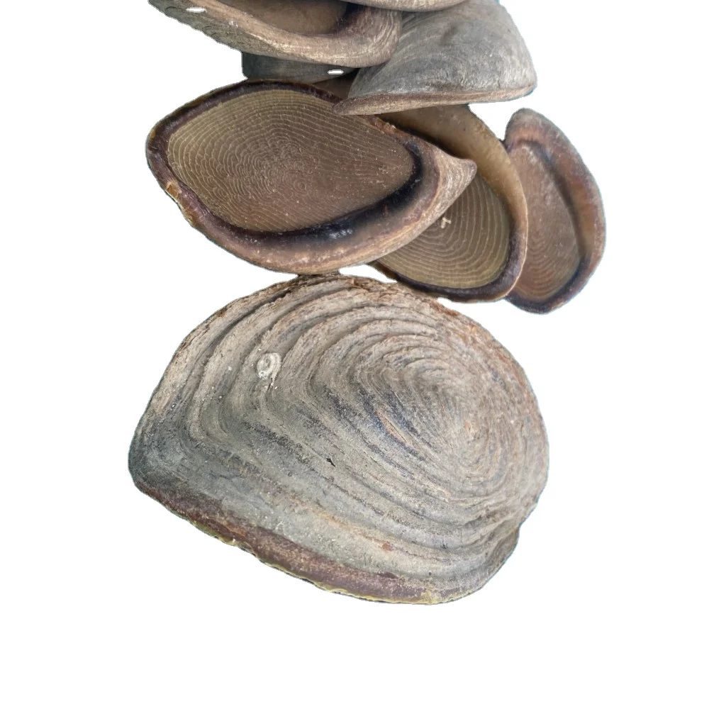Best Price Seashell Murex Operculum cheap price / murex snail / Quality Operculum Shell HIGH QUALITY