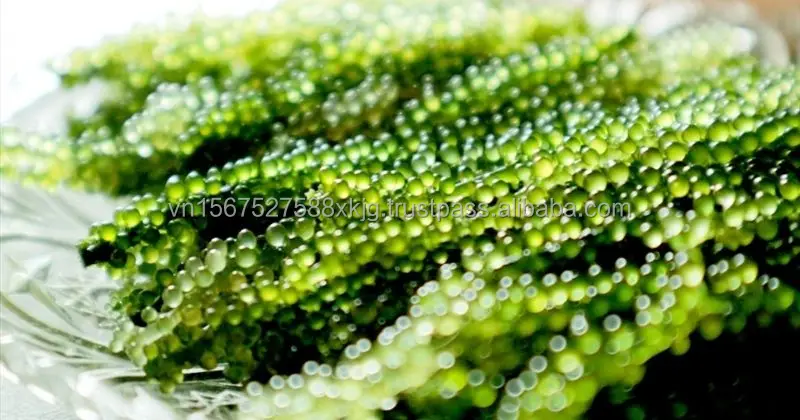 Wholesale High Quality Organic Fresh Sea Grape Seaweed Laver Variety Seasoned Directly from Viet Nam