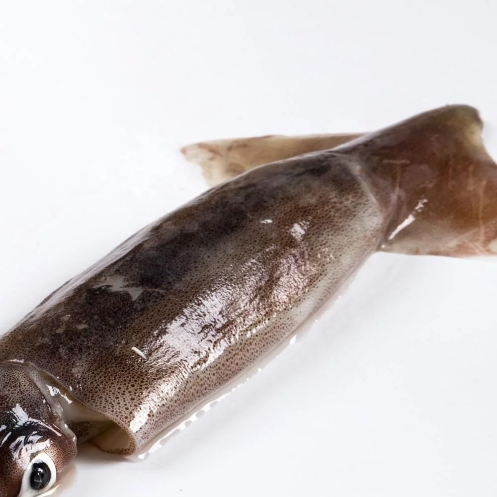 Frozen Illex Squid Wholesale Frozen Illex Squid/ Squid