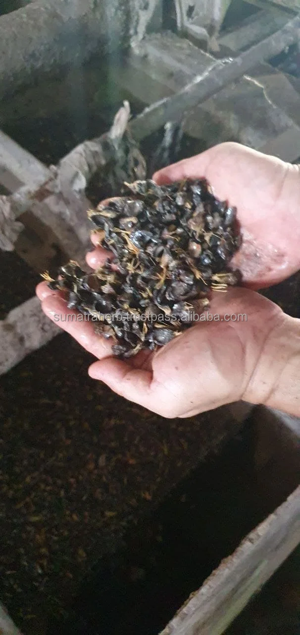 High Quality Palm Kernel With Reasonable Price Origin Indonesia