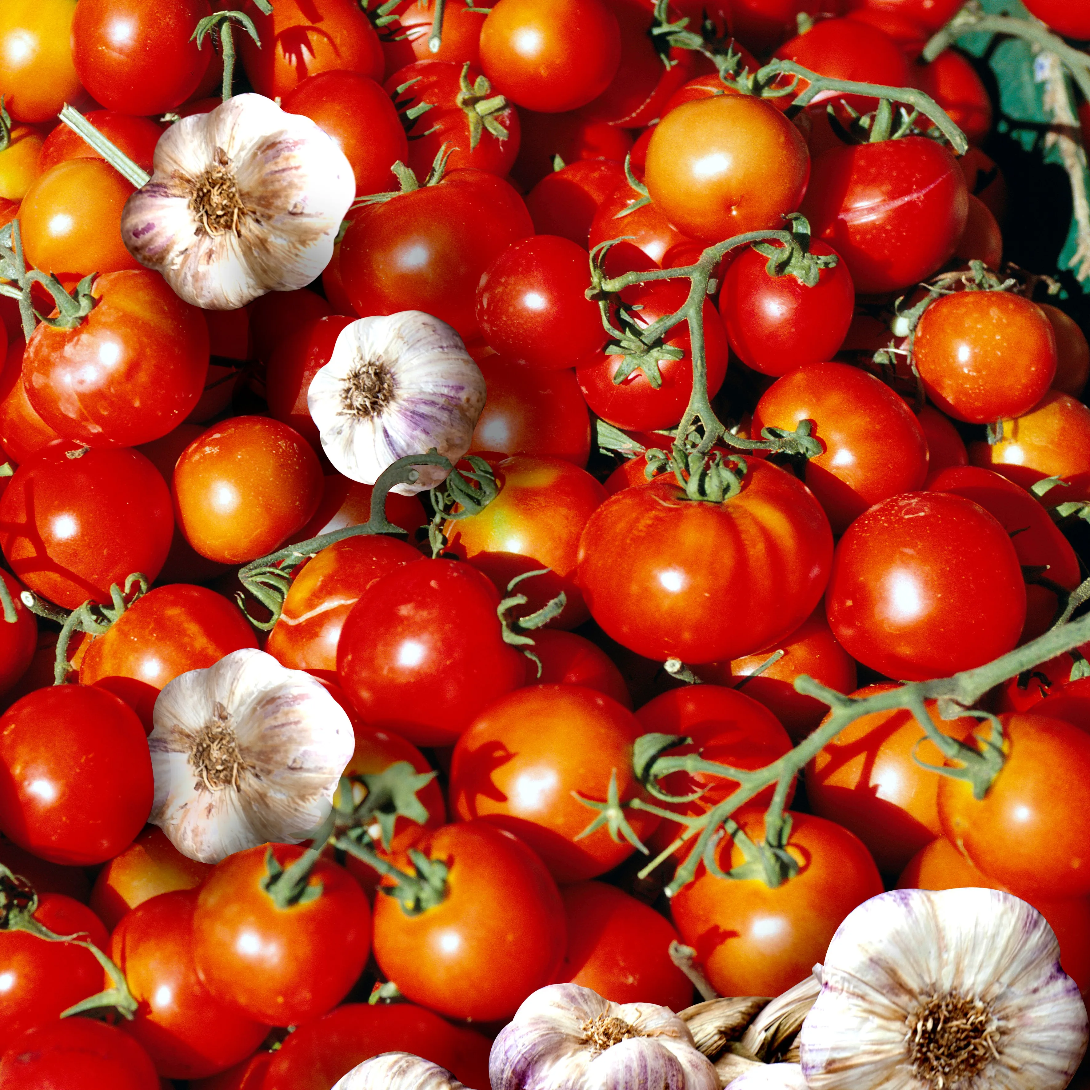 Top quality italian TOMATO & GARLIC PUREE 90 g in tube GIA
