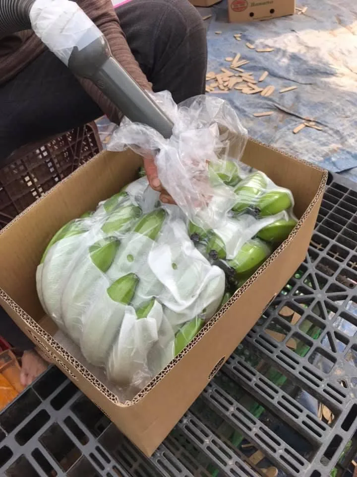 Свежие бананы pisang cavendish harvest во Вьетнаме 2021 для улучшения здоровья