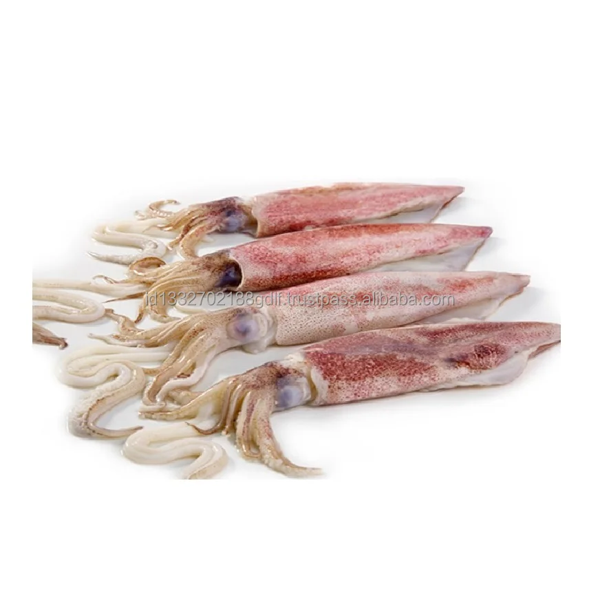 Custom packaging 100% Export Oriented High Quality  Wholesale Price Fresh Frozen Ilex Squid Export From Indonesia