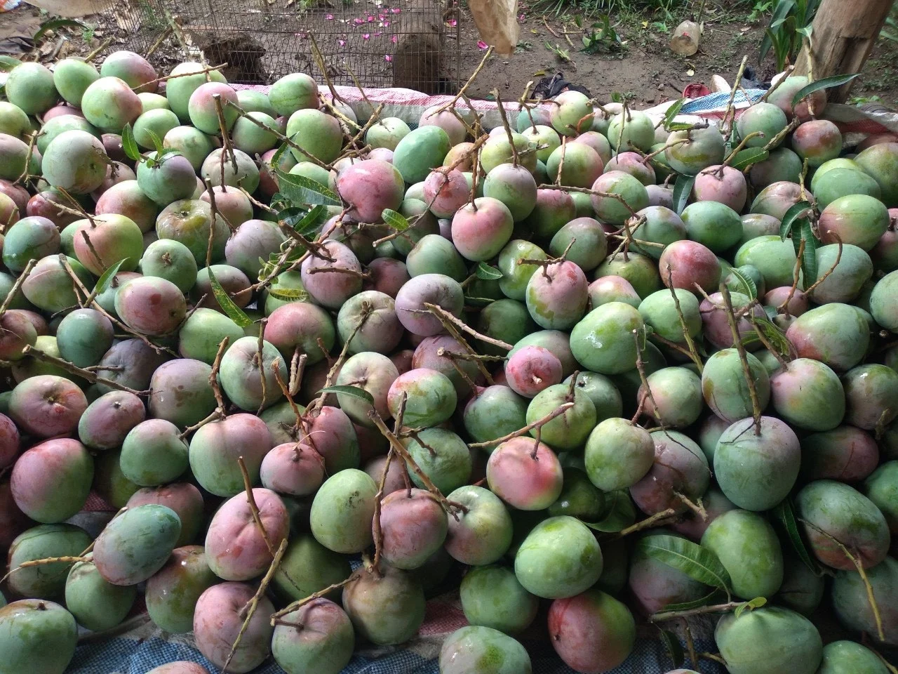 Natural Fruit Fresh Mango High Quality Vietnam Fresh Fruit Mango Delicious Taste Wholesale Suppliers