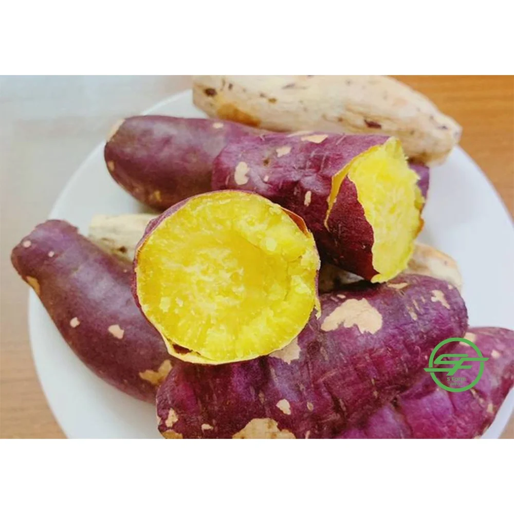 New Season High Quality Sweet Potatoes With Natural Sweet Taste Frozen Sweet Potato From Vietnamese Wholesaler