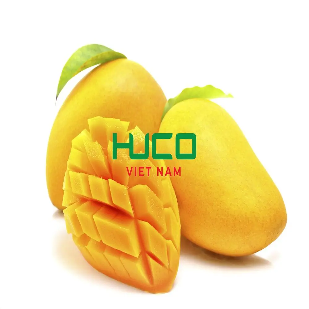 Best price Fresh Mango High Quality Exporter from Vietnam