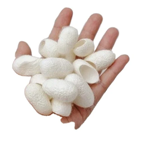 SILKING MAKING MATERIAL COCOON SILK WORM HIGH QUALITY LUXURY SILK MATERIAL BEST PRICE 2023