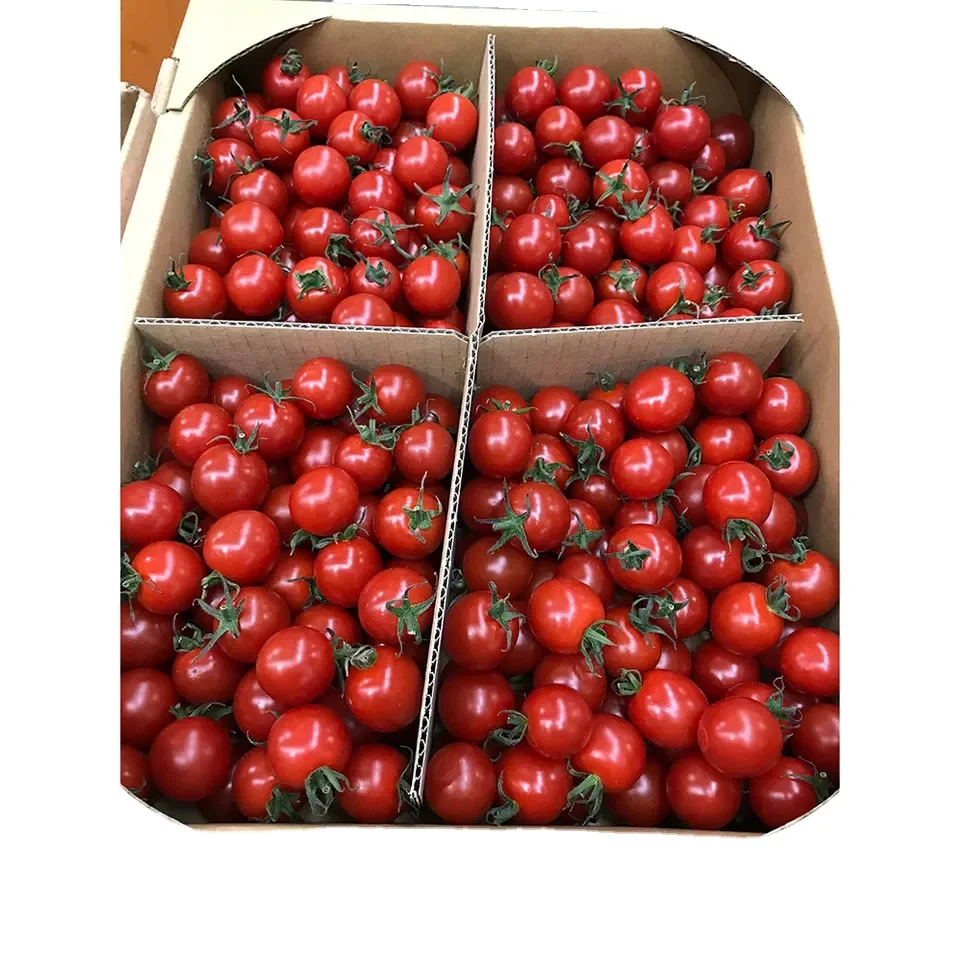 Fresh Tomatoes Red Green Cherry Style Organic Tomatoes Red Color Cardboard Boxes Plastic Crates Top Quality Tomatoes