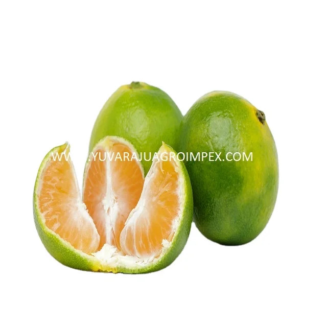 Familiar Nagpur Orange Exporter / Supplier to  Australia / Lebanon / Rwanda / Djibouti in India