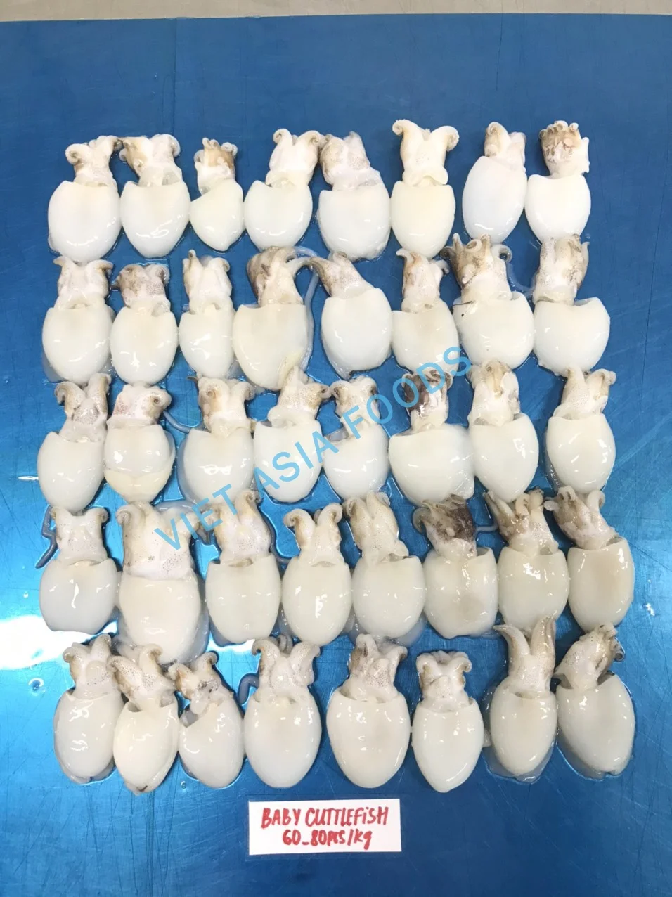 FROZEN BABY CUTTLEFISH WHOLE CLEANED