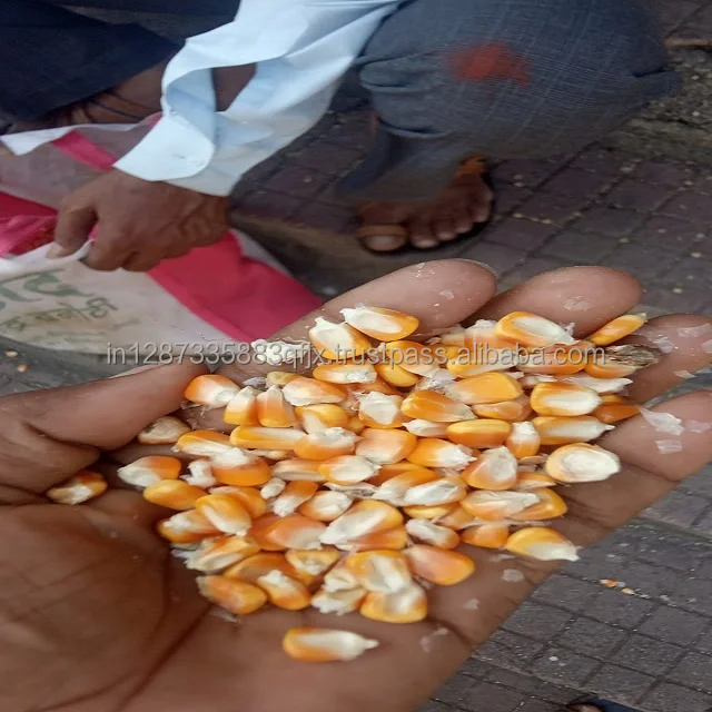 Animal Feed And Cattle Feed And Human Consumption Yellow Corn/ Maize For Sale