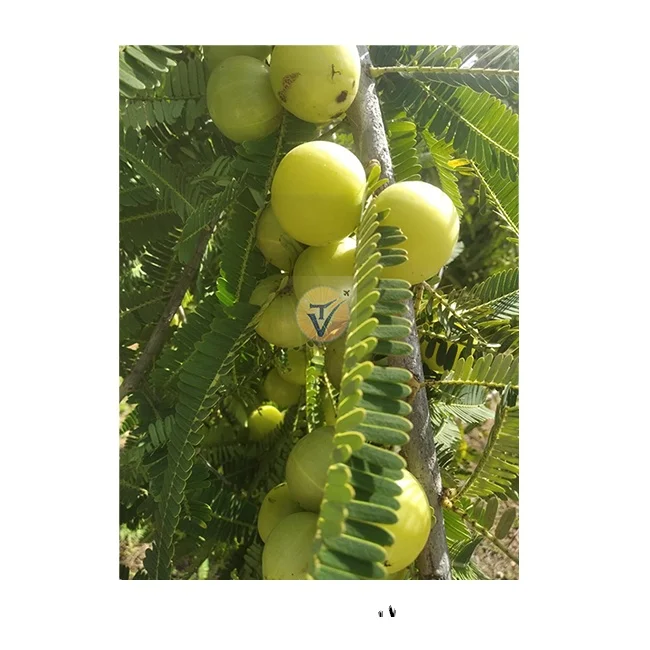 High Quality Fresh Indian Green Gooseberry - Amla