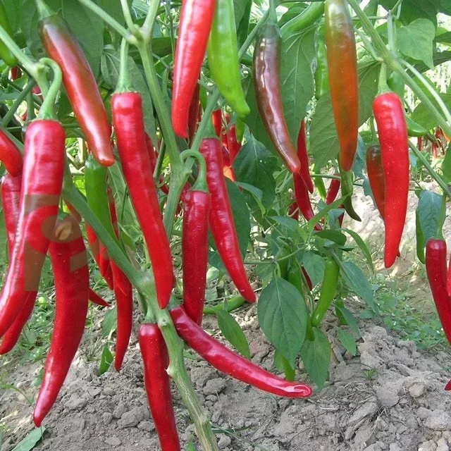  Черный чай православный черный OPA органический свежий из Вьетнама