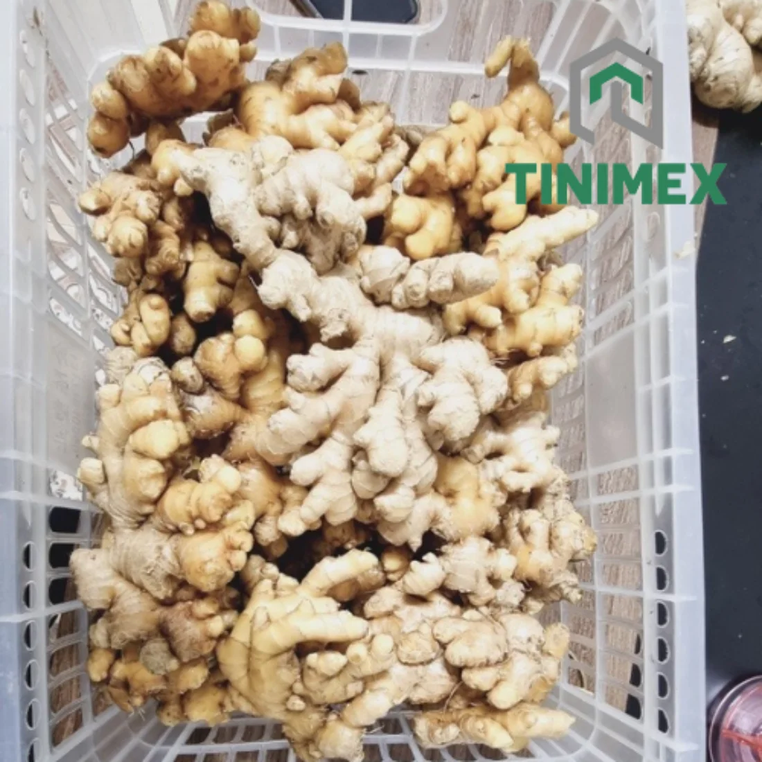 TINIMEX GINGER | High Quality Fresh Elephant Ginger From Vietnam 2024/ Fresh Ginger Export Tel 0084366808683)