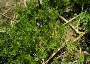 Bulk Caraway Essential Oil Wholesale - Pure & Natural from India - Exporter and Supplier Top Quality Manufacturer for Cosmetic