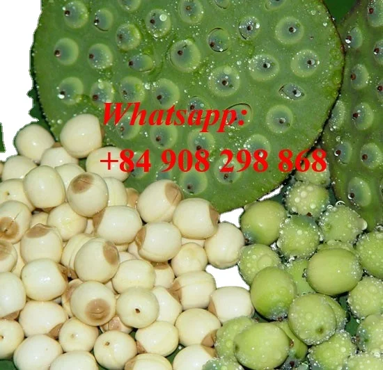 the high quality lotus seeds/ Vivian Ha +84 33 8820462