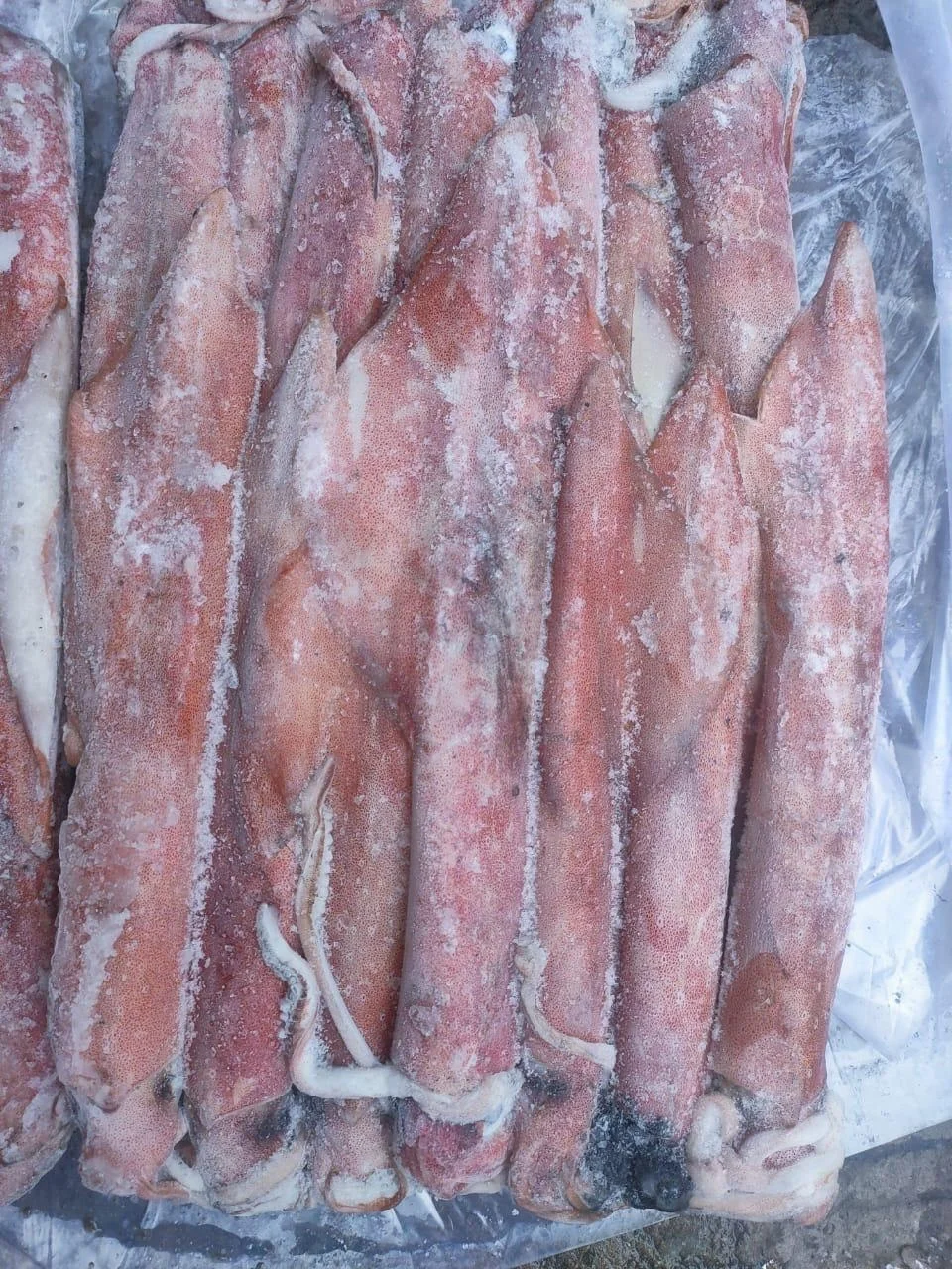 FROZEN INDONESIAN SQUID CHEAP FACTORY PRICE INDIAN SUPPLY