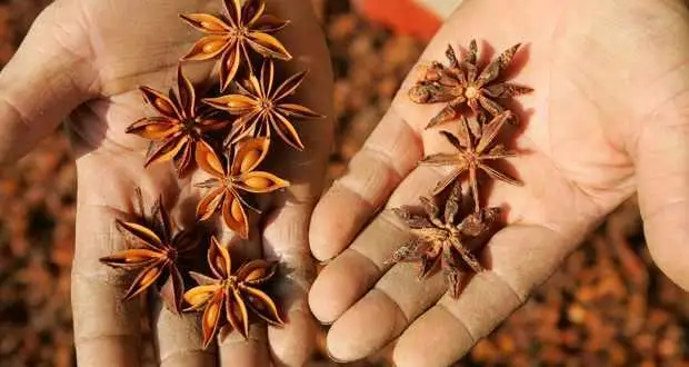 Star Anise - Premium Spice From Nature - High Quality Product From Vietnam ( Jennie: +84 358485581)