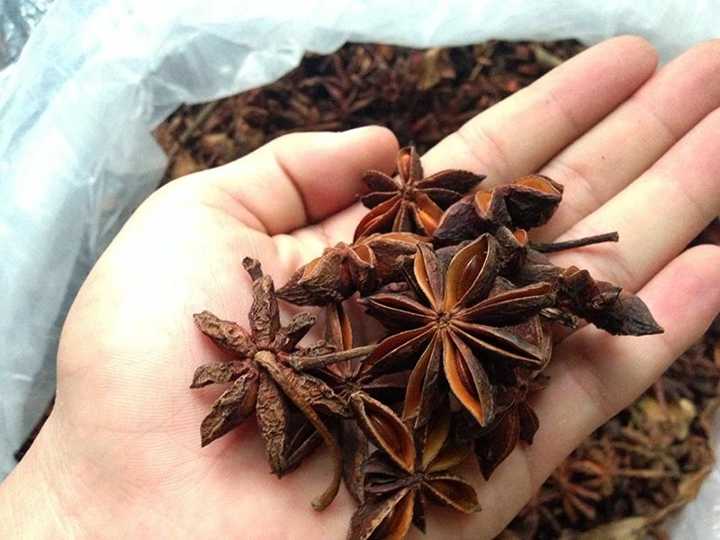 Star Anise 2022 оптовая продажа с завода Заказные специи сушеные осенние звезды Aniseeds сделано во