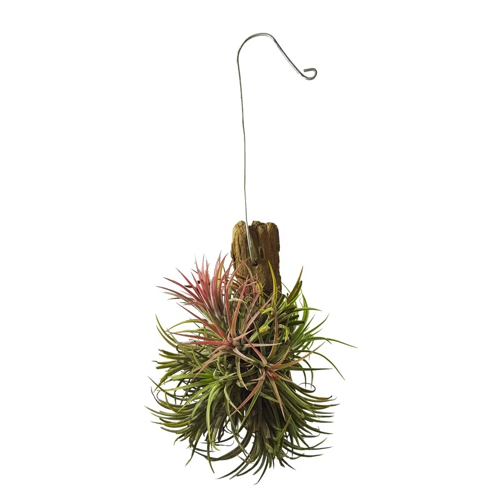 New Driftwood for Air Plants Hanging : Orchid, Tillandsia High Quality Products From Thailand