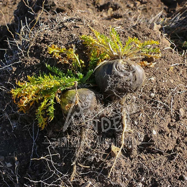 Здоровые, энергетические и питательные закуски Simi Maca 75 г, оптовый поставщик