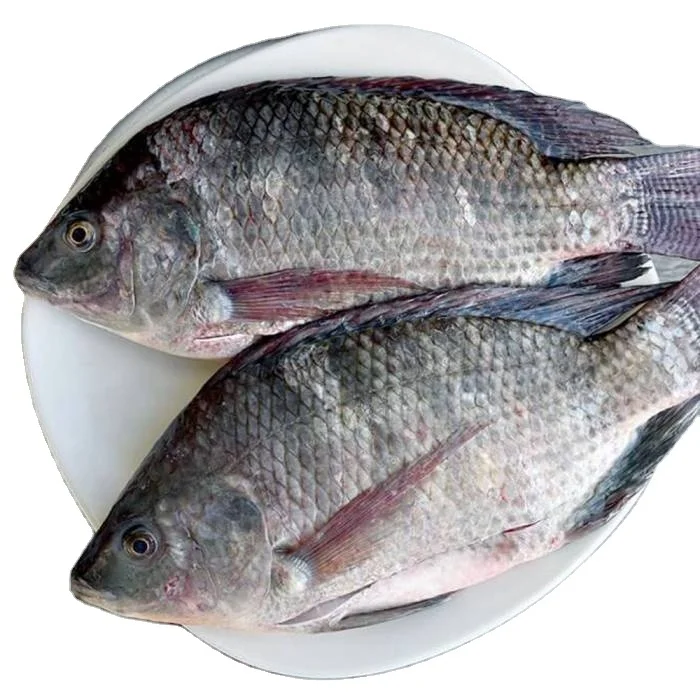 CHEAP FACTORY PRICE INDIAN SUPPLY TILAPIA FROZEN
