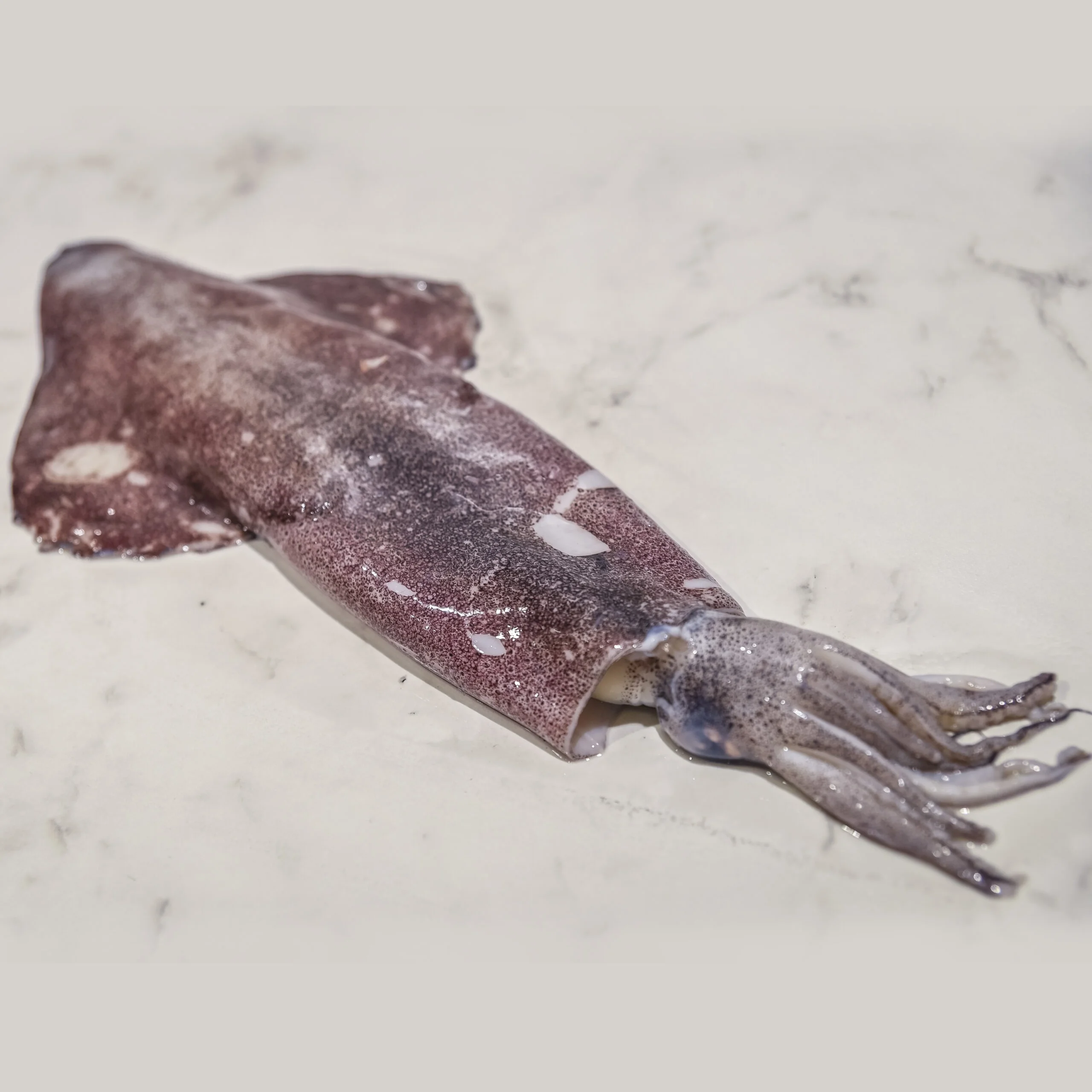Frozen Illex Squid Wholesale Frozen Illex Squid/ Squid
