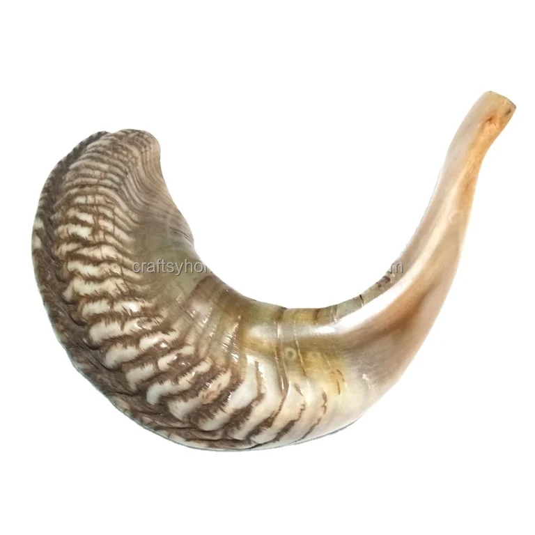 Натуральный Рог Shofar ручной работы для выдувания и религиозного назначения Кошерный полированный сделано в Израиле рог Kudu