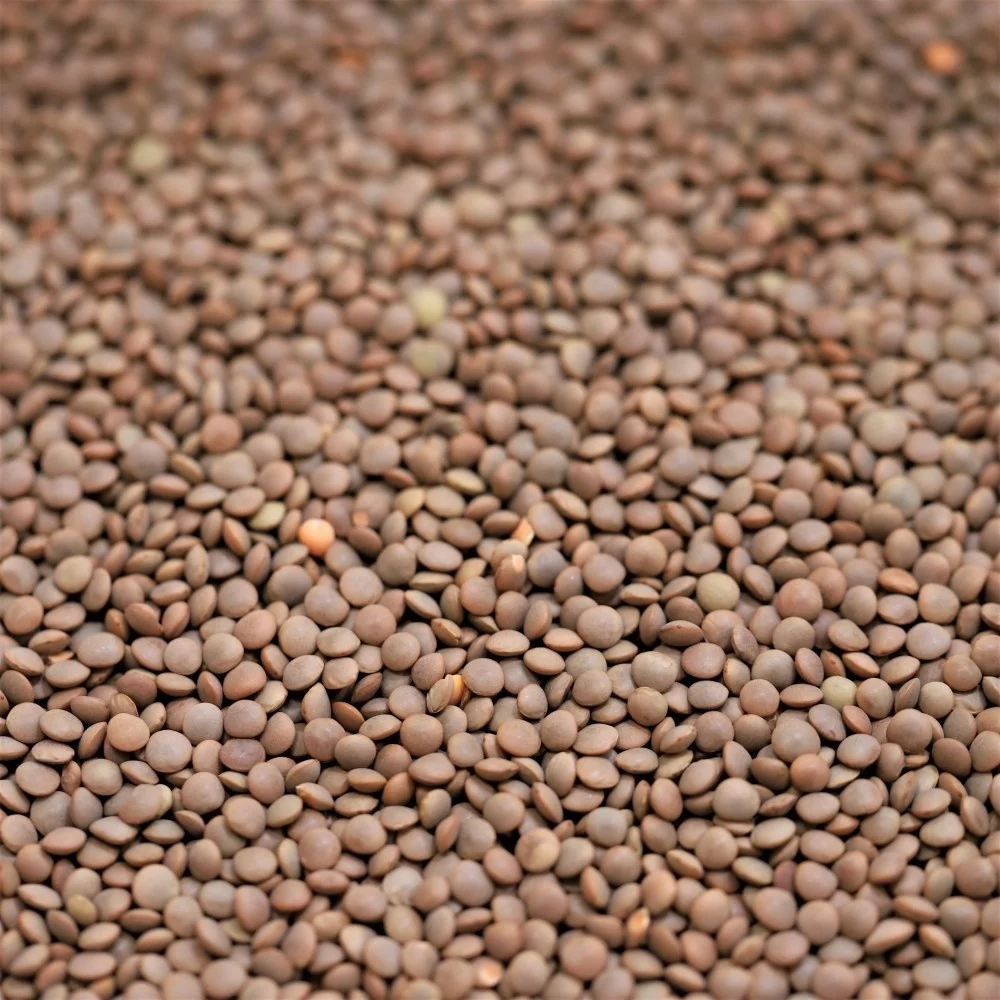 Чечевица поставить чечевица высокое качество зеленая нового