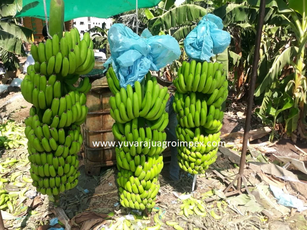 Wholesale High Quality Harvested fresh Green Cavendish Banana for Germany / all Gulf Countries at Factory Price from India