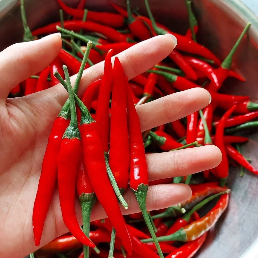 Fresh High Quality Good Price Low MOQ Custom Logo Package Red Chili From Vietnam
