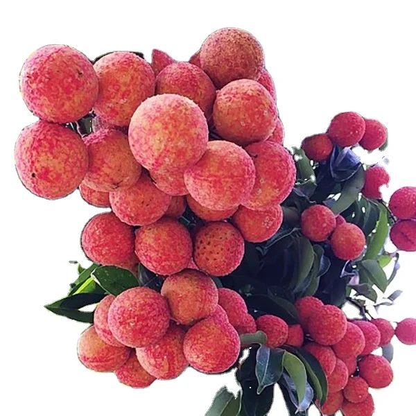 Fresh Lychee Wholesale Price Ready To Export Top Quality Fresh lLtchi lychee Tropical Fresh Fruits From Vietnam Manufacturer