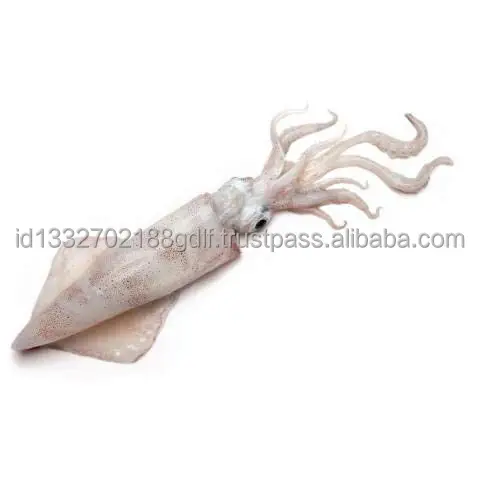 Wholesale Price 100% Export Oriented High Quality Custom packaging Fresh Frozen Ilex Squid Export From Indonesia