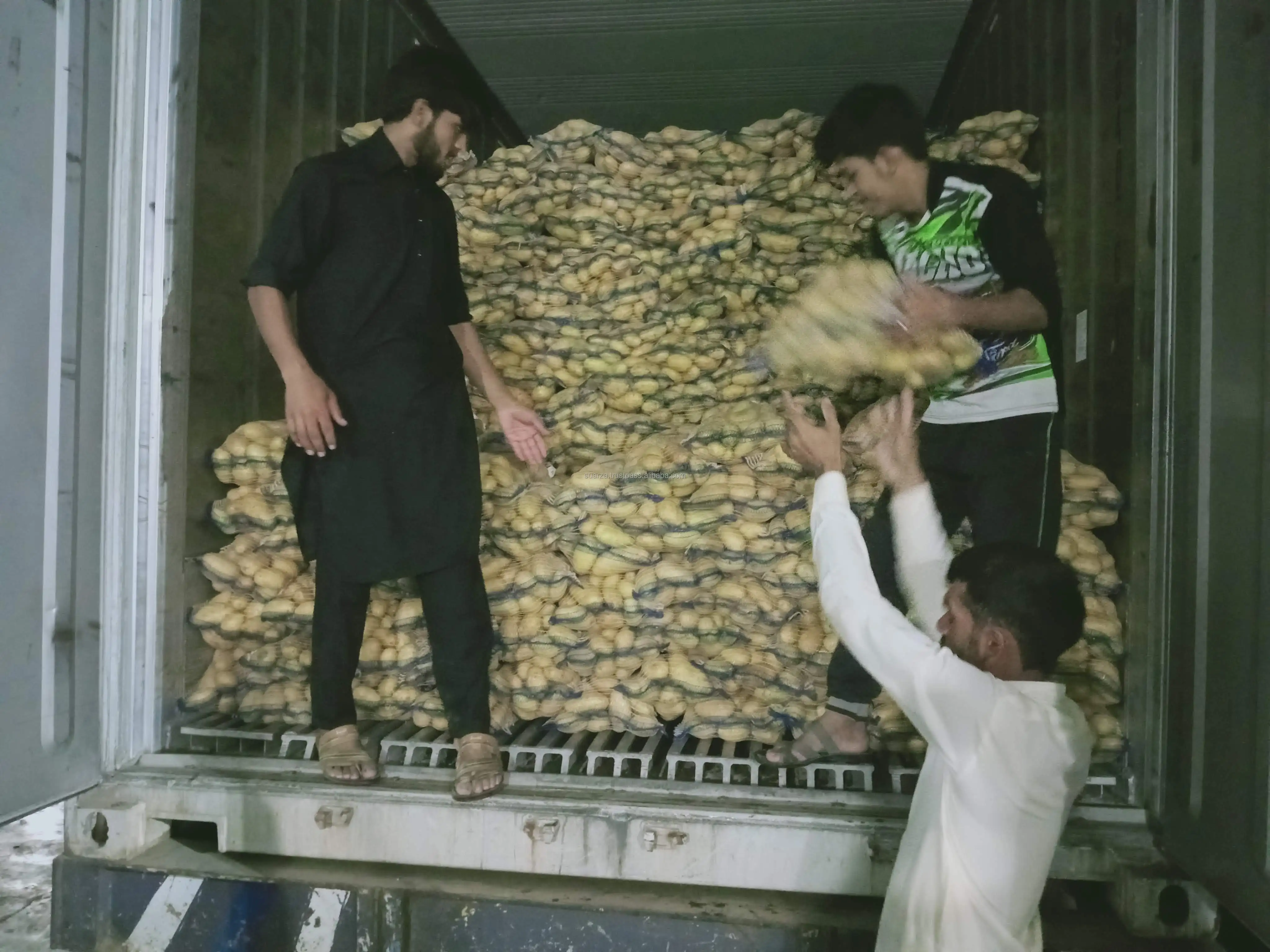 Fresh Mozika Potato Special for Industrial Chips