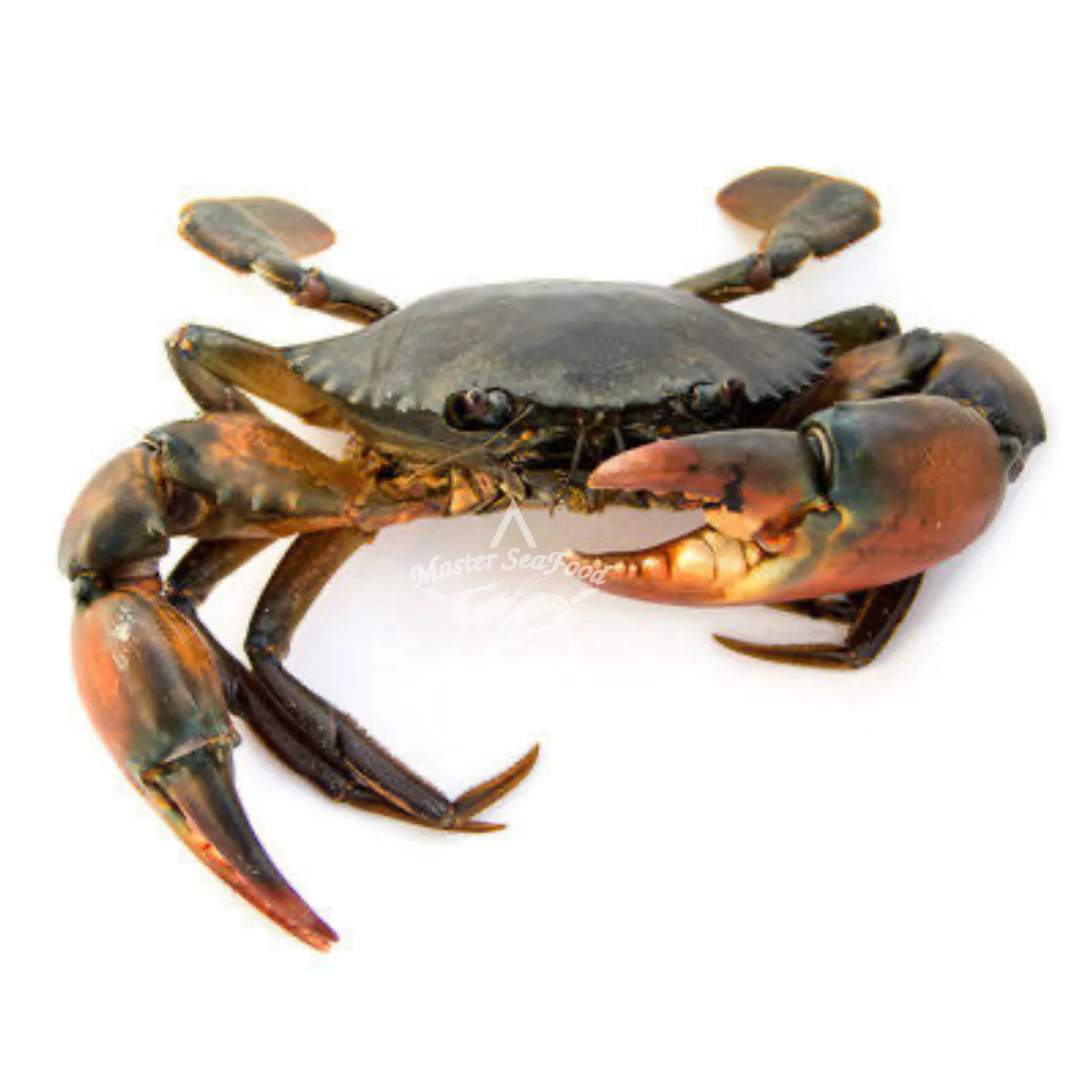 Mud Crab Frozen IQF Best Quality Master Seafood Product Size 300-1000gm Origin Bangladesh Wholesale offer Price