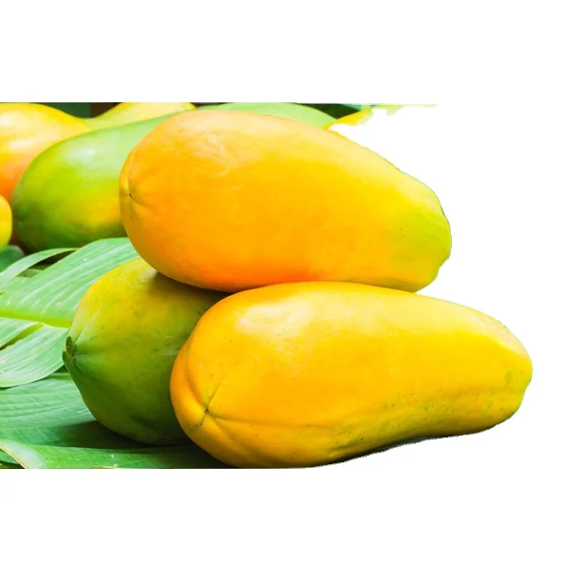 New Production material for Pawpaw red glory f1 for export