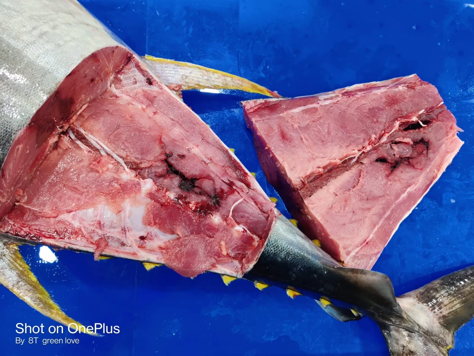 Высшее качество замороженный желтый тунец высшего качества с стандартной упаковкой