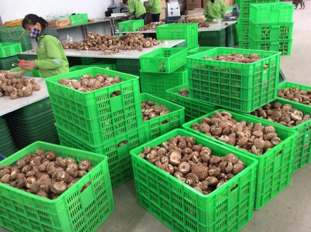HIGH QUALITY ORGANIC DRIED SHIITAKE MUSHROOM// Ms. Jennie (W/A: +84 358485581)