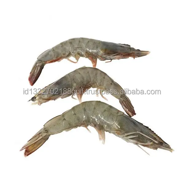 100% High Quality Wholesale White Shrimp/Fresh Water Prawn/Frozen Vannamei Shrimp Feed From Indonesia