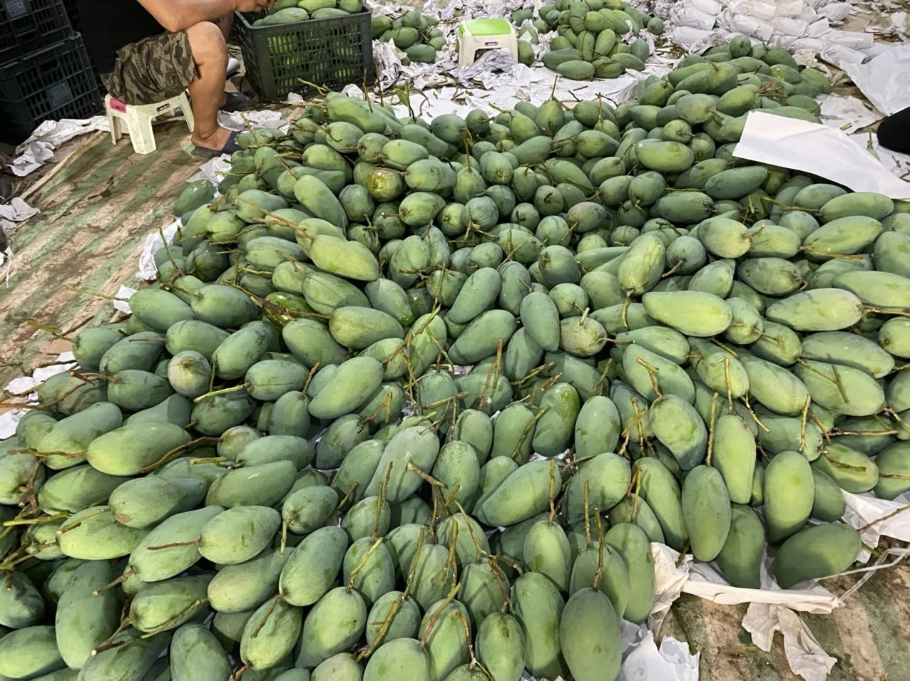 Natural Fruit Fresh Mango High Quality Vietnam Fresh Fruit Mango Delicious Taste Wholesale Suppliers