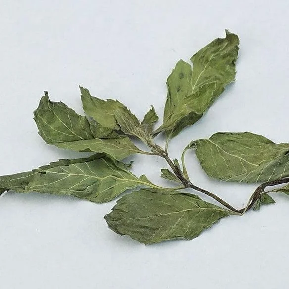 Wholesale spot high quality dried organic mint leaves tea mint leaves loose mint leaves