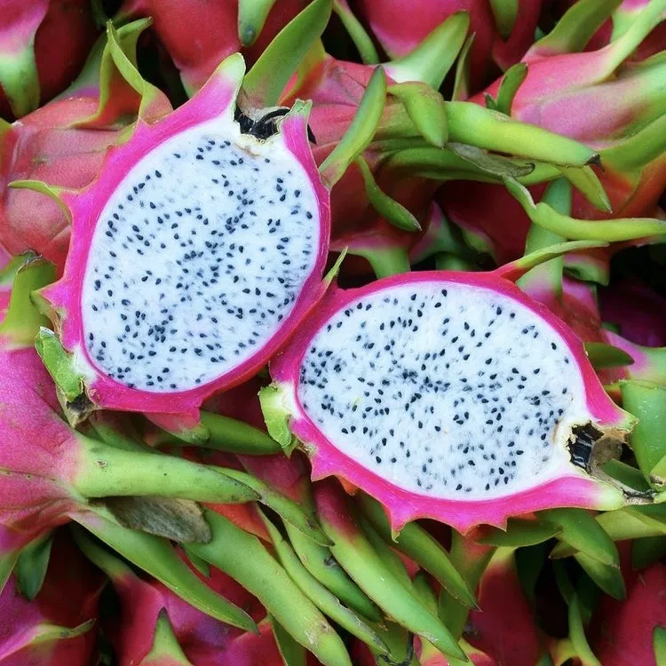 Wholesale Premium Quality Cheap Price White Red Fresh DRAGON FRUIT From Viet Nam