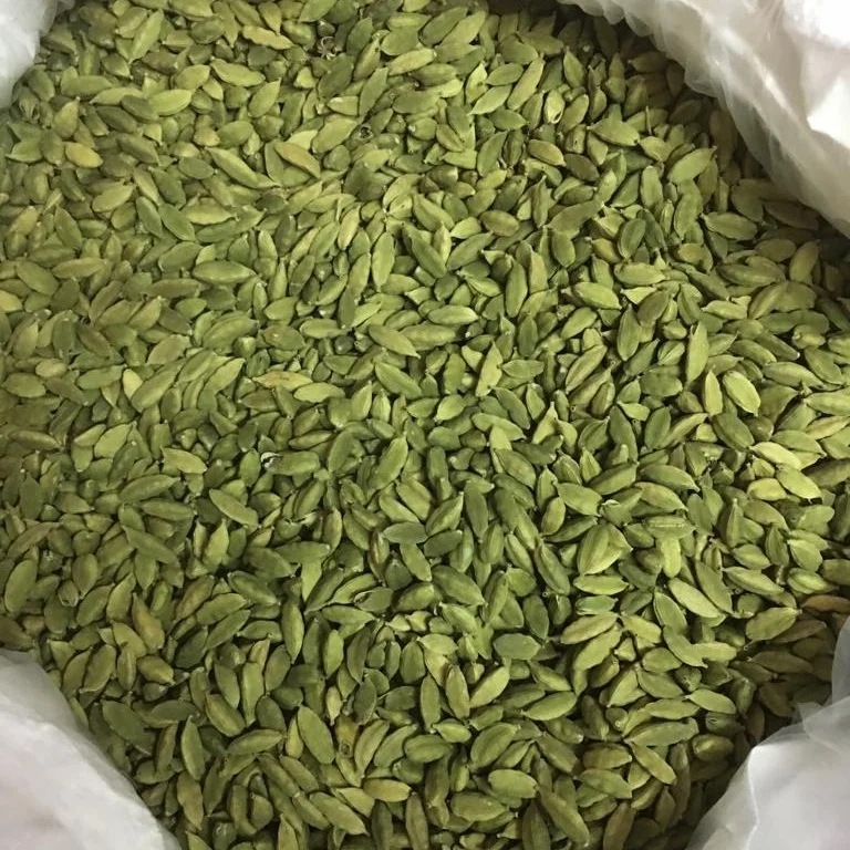 Fresh Indian Bold and Round shape Green Cardamom 8 + mm  for daily Home usage wholesale supply