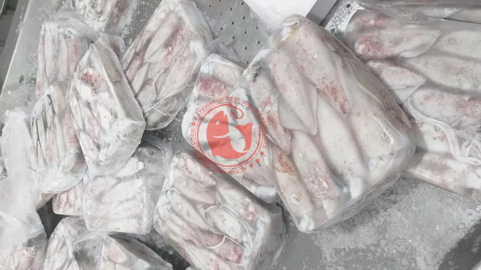 Whole Frozen Loligo Squid in Bulk Pakistani Origin Frozen Loligo Squid High Quality Whole Loligo Squid