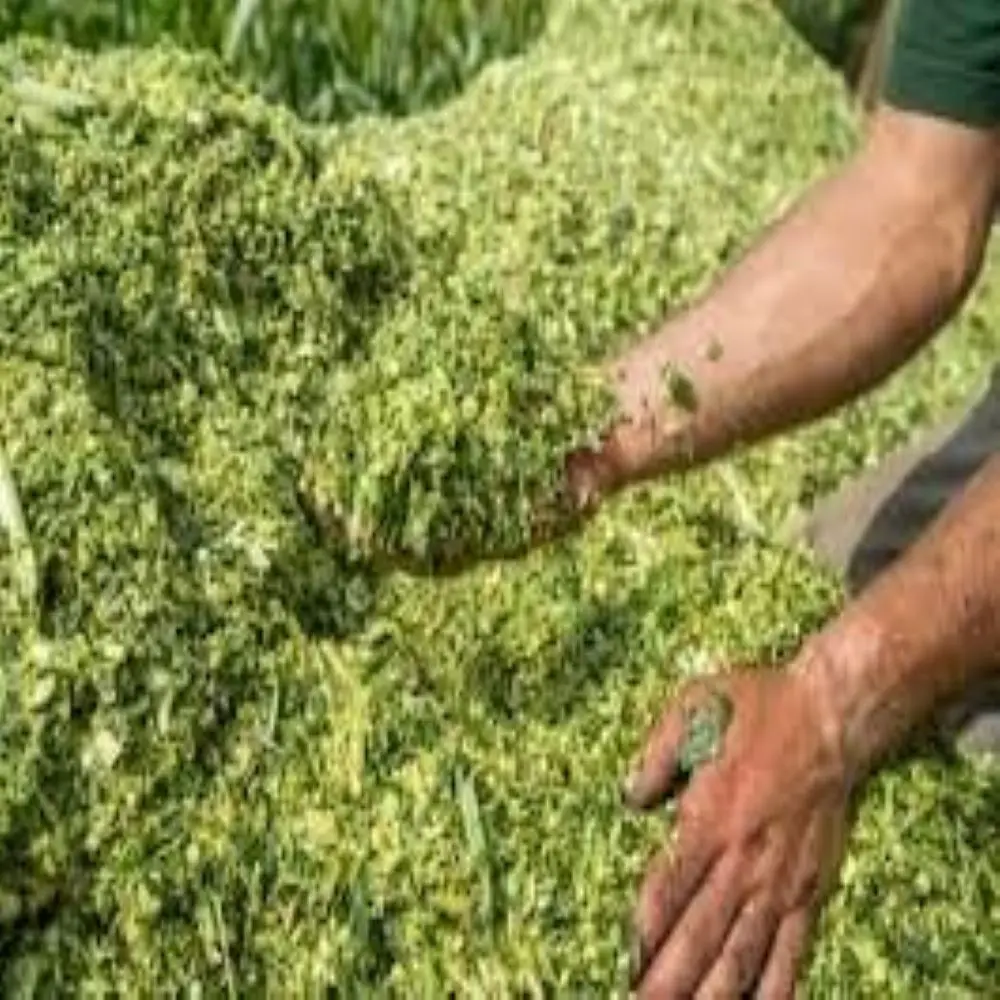 Wholesale Corn Silage Disease-Free Animal Feed for Cattle