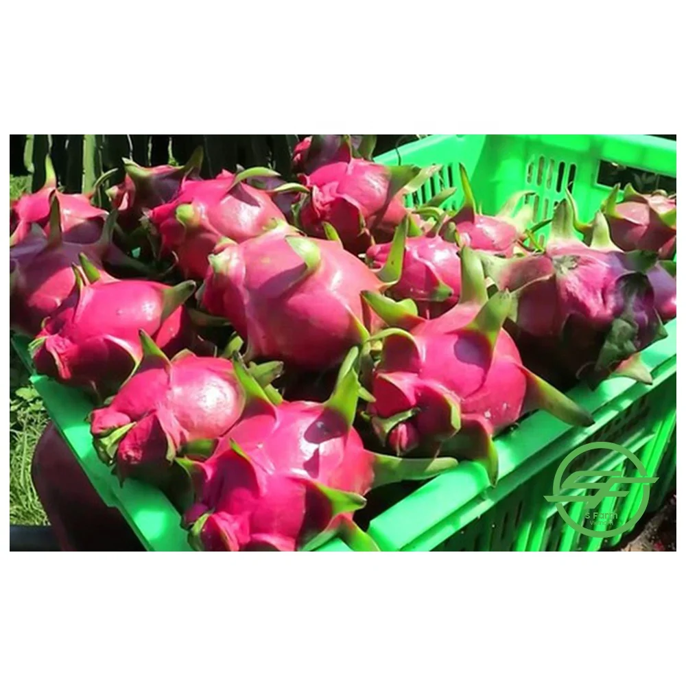 Свежий дракон красный фрукт высокое качество и конкурентоспособная цена на экспорт