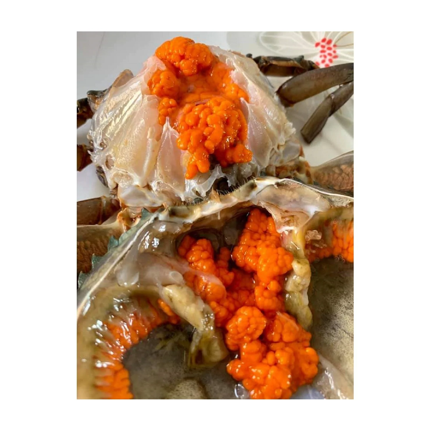 Female Mud Crab Fresh  Best Quality Master Seafood Product Size 90-300gm Origin Bangladesh Wholesale offer Price