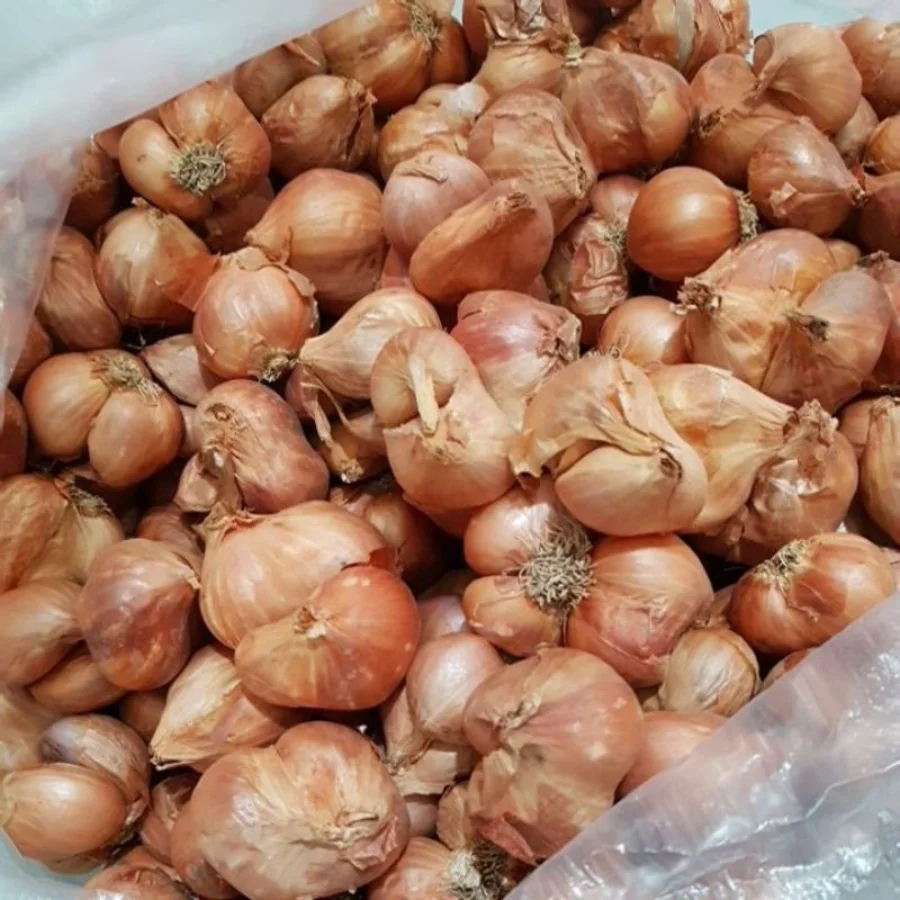 [HOT SALE 2022] Fresh Onion With High Quality Wholesale Cheap Price Ready To Ship From Viet Nam