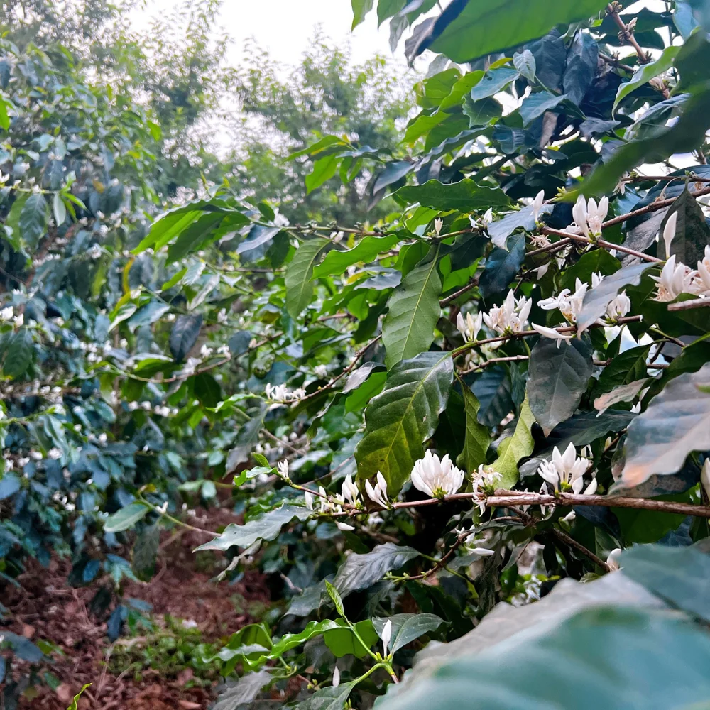 Freshly roasted coffee bean ground coffee from Vietnamese 100% Robusta packing 250/500g pouch